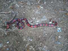 Lampropeltis abnorma