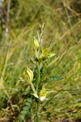 Chloraea