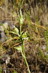 Chloraea