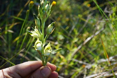 Chloraea