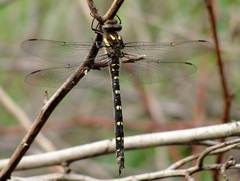 Cordulegaster maculata