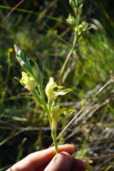 Chloraea