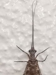 Archichauliodes diversus