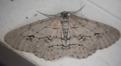 Stenoporpia pulmonaria