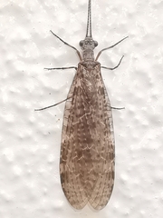 Archichauliodes diversus