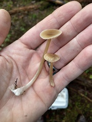 Entolomataceae