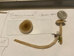 Entolomataceae