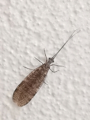 Archichauliodes diversus