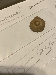 Entolomataceae