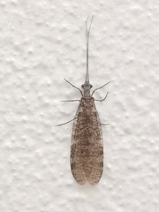 Archichauliodes diversus
