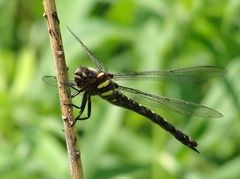 Cordulegaster maculata