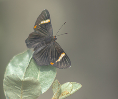 Riodina lycisca