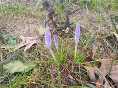 Crocus tommasinianus
