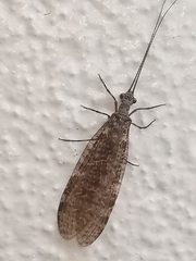 Archichauliodes diversus