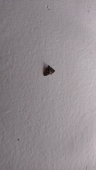 Nacoleia amphicedalis