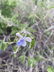 Rotheca myricoides