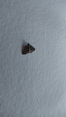 Nacoleia amphicedalis