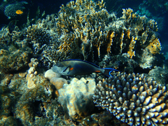 Acanthurus sohal