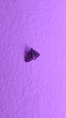 Nacoleia amphicedalis