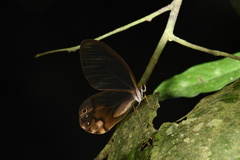 Haetera