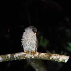 Strix nigrolineata