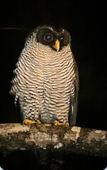 Strix nigrolineata