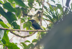 Aulacorhynchus prasinus caeruleogularis