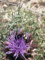 Megascolia maculata flavifrons