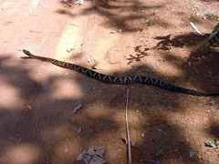 Bothrops jararaca