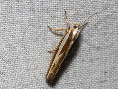 Catoryctis subparallela