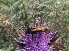 Megascolia maculata flavifrons