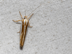 Catoryctis subparallela