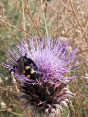 Megascolia maculata flavifrons