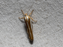 Catoryctis subparallela