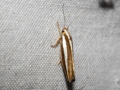 Catoryctis subparallela