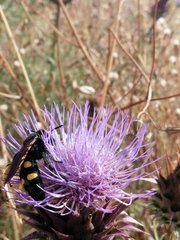 Megascolia maculata flavifrons