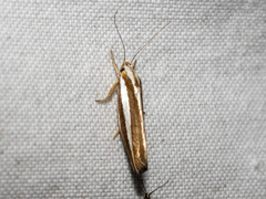Catoryctis subparallela