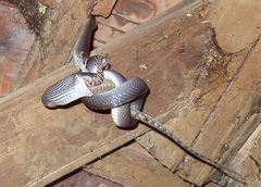 Oxyrhopus petolarius
