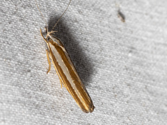Catoryctis subparallela