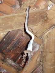 Oxyrhopus petolarius