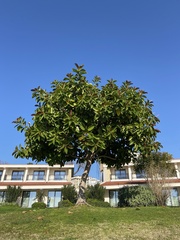 Ficus carica