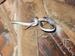 Oxyrhopus petolarius