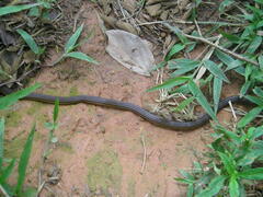 Elapomorphus quinquelineatus