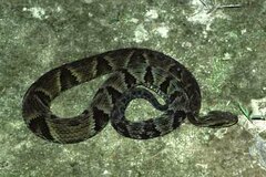 Bothrops jararaca