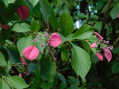 Pogonopus tubulosus