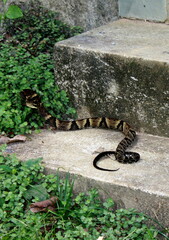 Bothrops jararaca