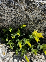 Silene parishii