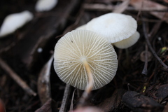 Marasmiellus