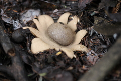 Geastrum hieronymi