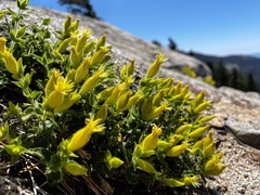 Silene parishii